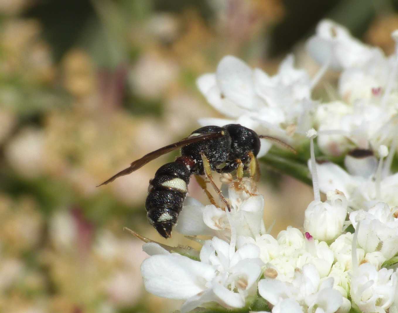 Crabronidae minuscolo: Cerceris rubida